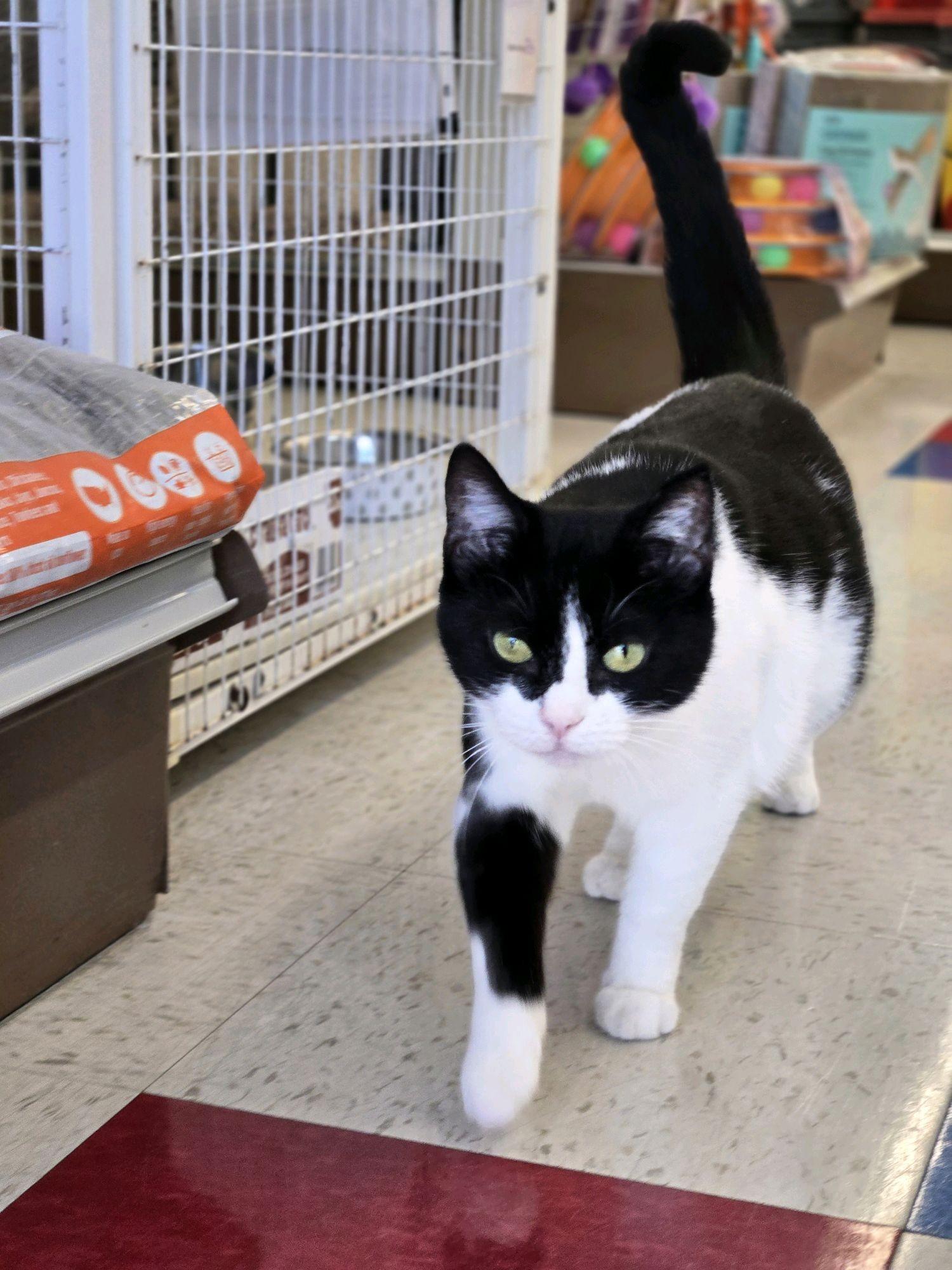 Enlarge Phoebe, a ADOPTABLE Domestic Short Hair in Indianapolis, IN image 2/6