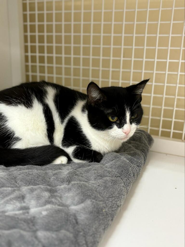 Phoebe, ADOPTABLE, Adult Female Domestic Short Hair.