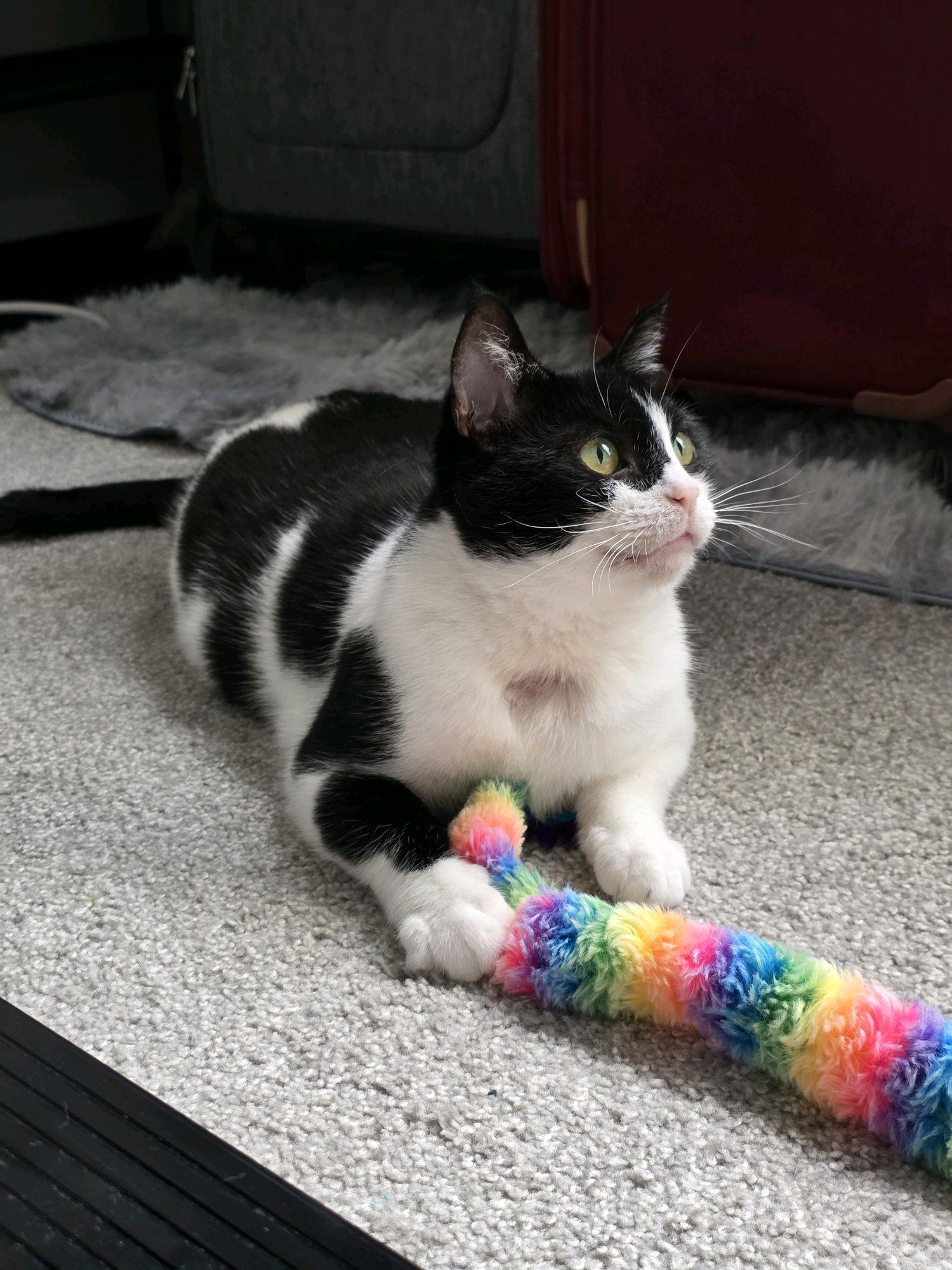 Enlarge Phoebe, a ADOPTABLE Domestic Short Hair in Greenwood, IN image 5/6