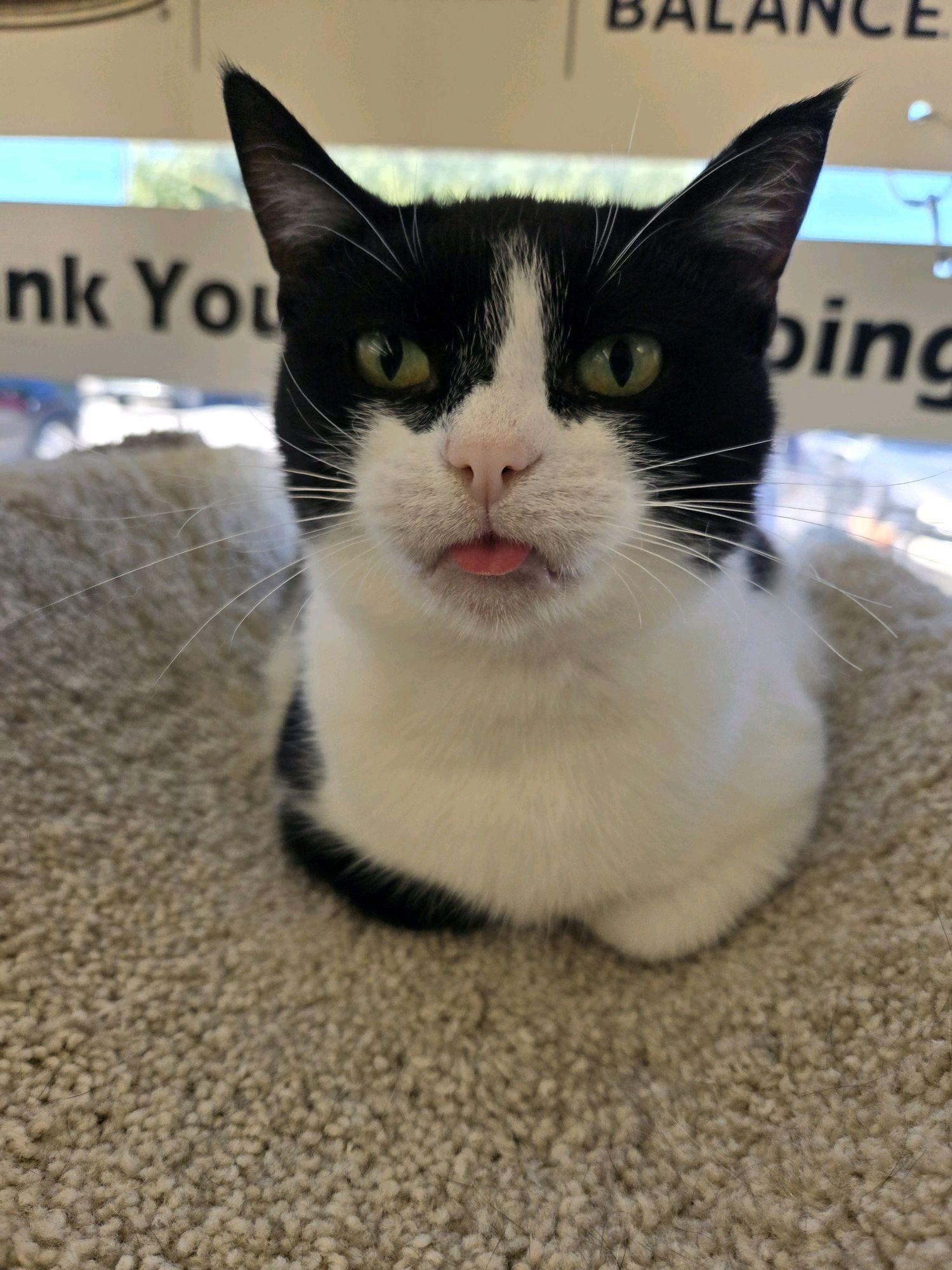 Phoebe, a ADOPTABLE Domestic Short Hair in Indianapolis, IN image 6/6