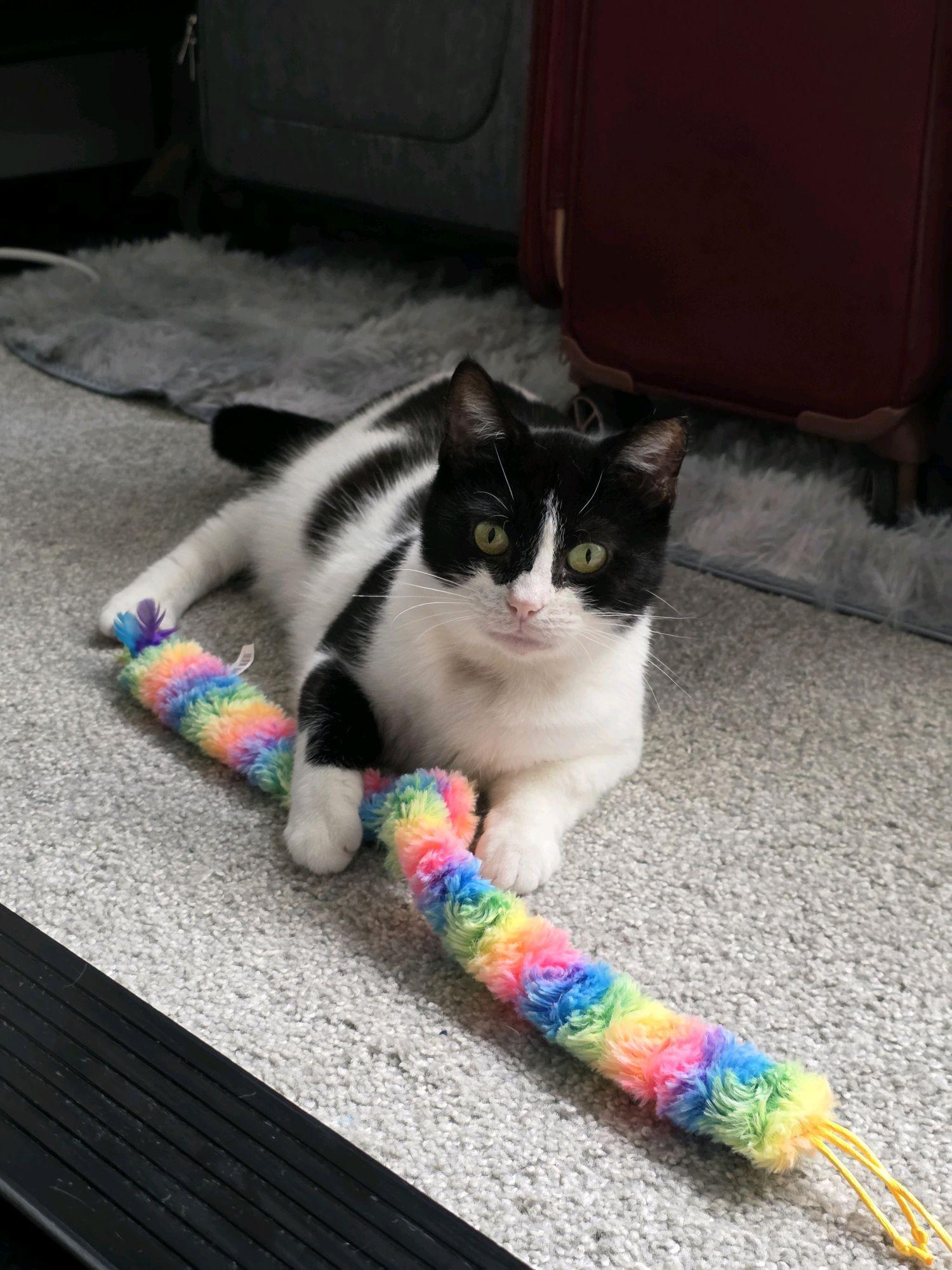 Enlarge Phoebe, a ADOPTABLE Domestic Short Hair in Greenwood, IN image 4/6