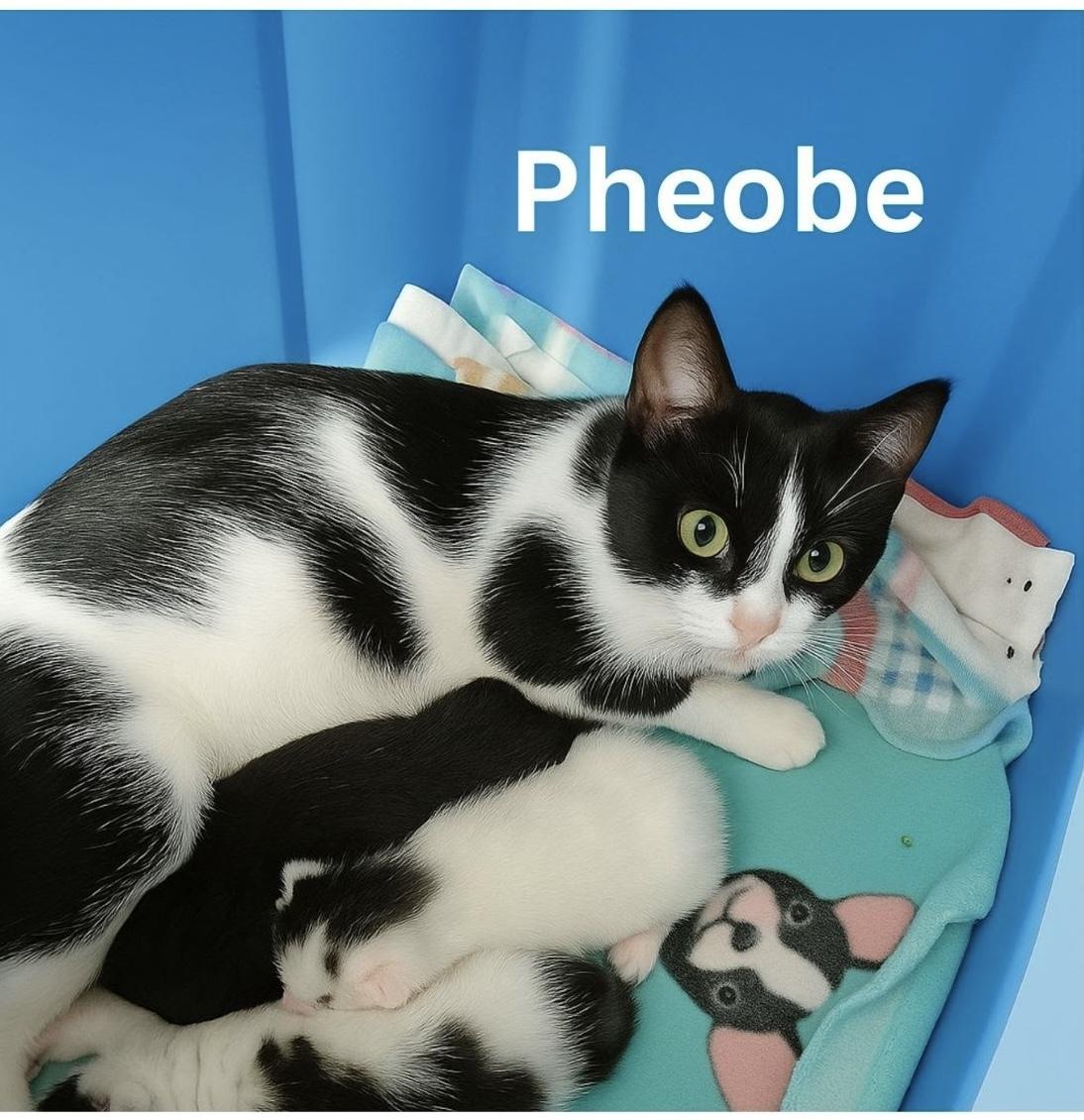 Enlarge Phoebe, a ADOPTABLE Domestic Short Hair in Indianapolis, IN image 1/1