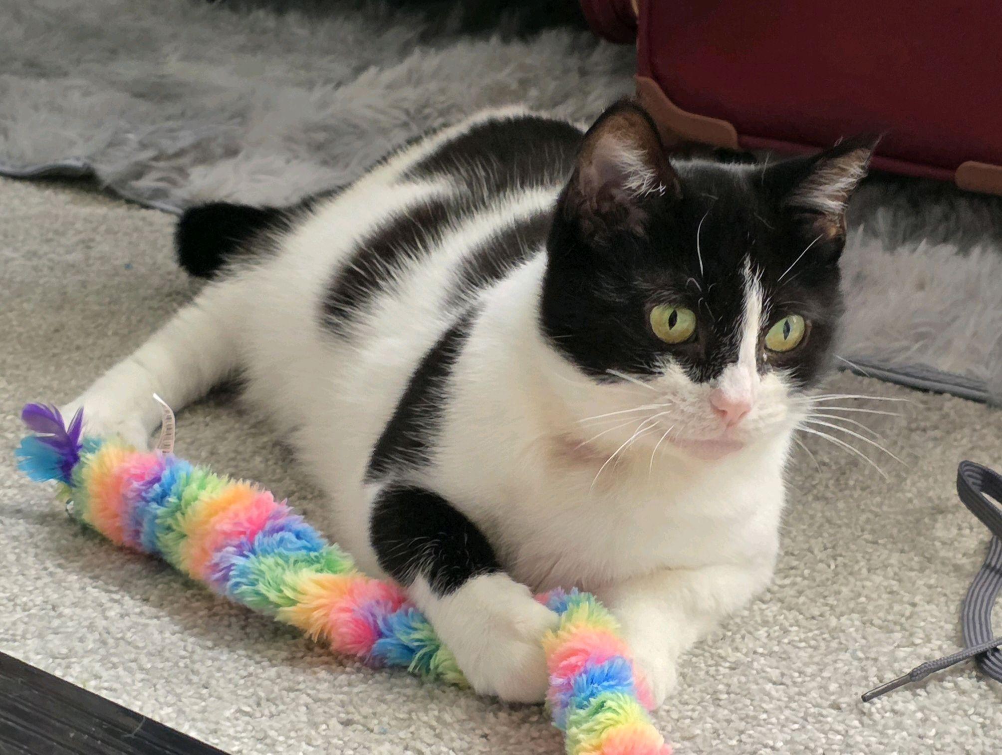 Phoebe, ADOPTABLE, Adult Female Domestic Short Hair.