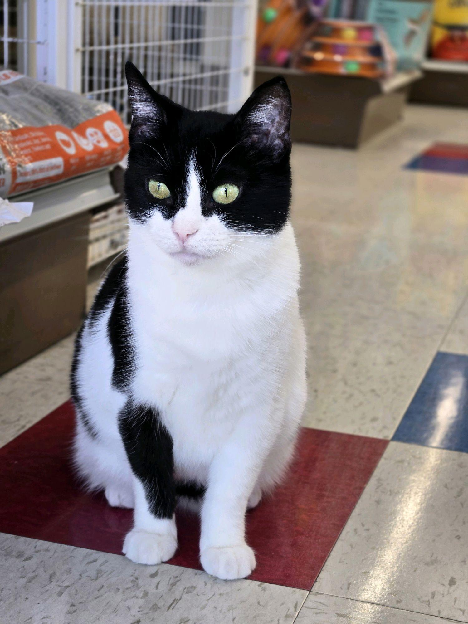 Enlarge Phoebe, a ADOPTABLE Domestic Short Hair in Indianapolis, IN image 1/6