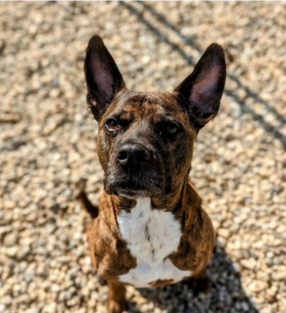 Gus