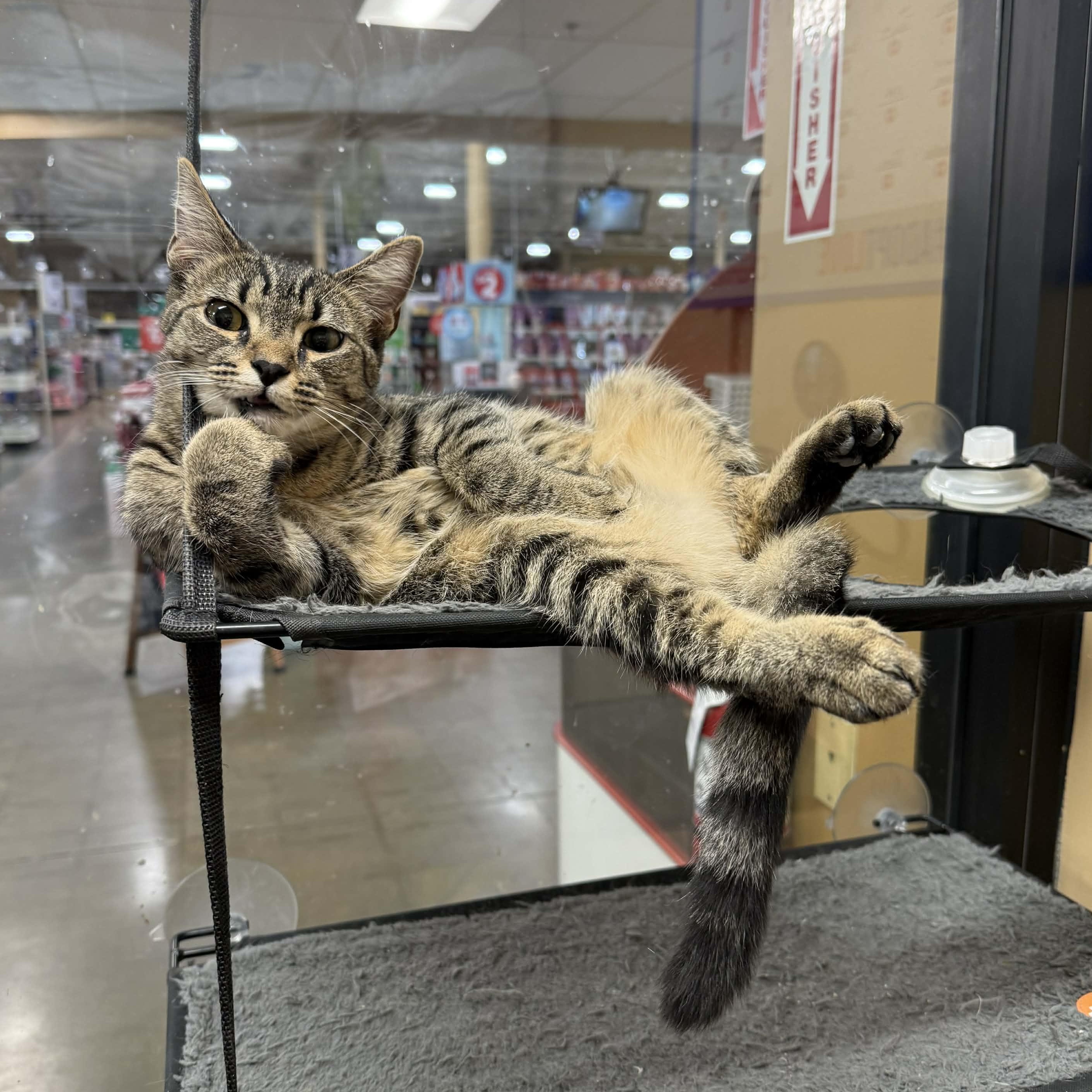 Okafur, Adoptable, Kitten Female Tabby & Domestic Short Hair.