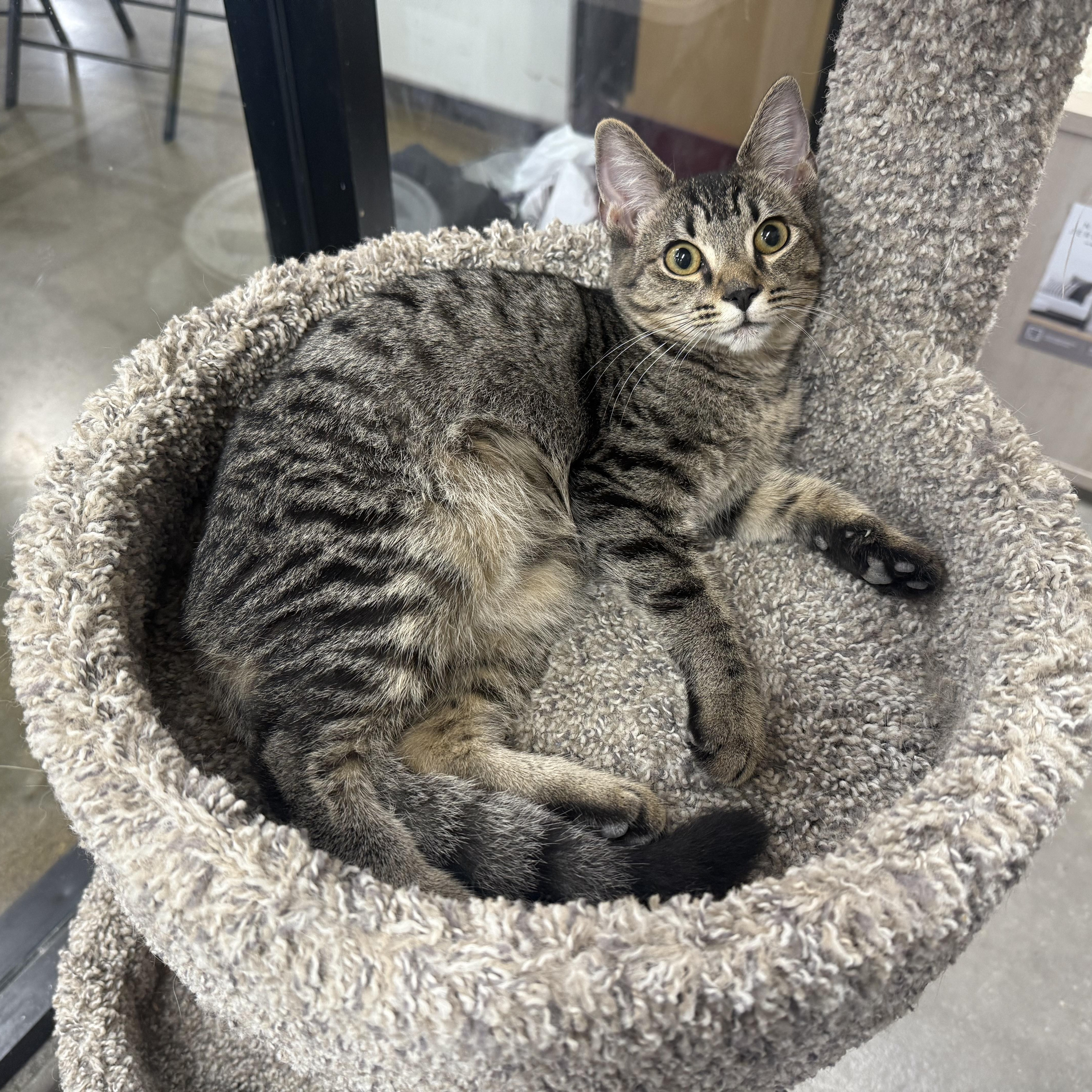 Okafur, a Adoptable mixed breed in Antioch, CA image 6/6