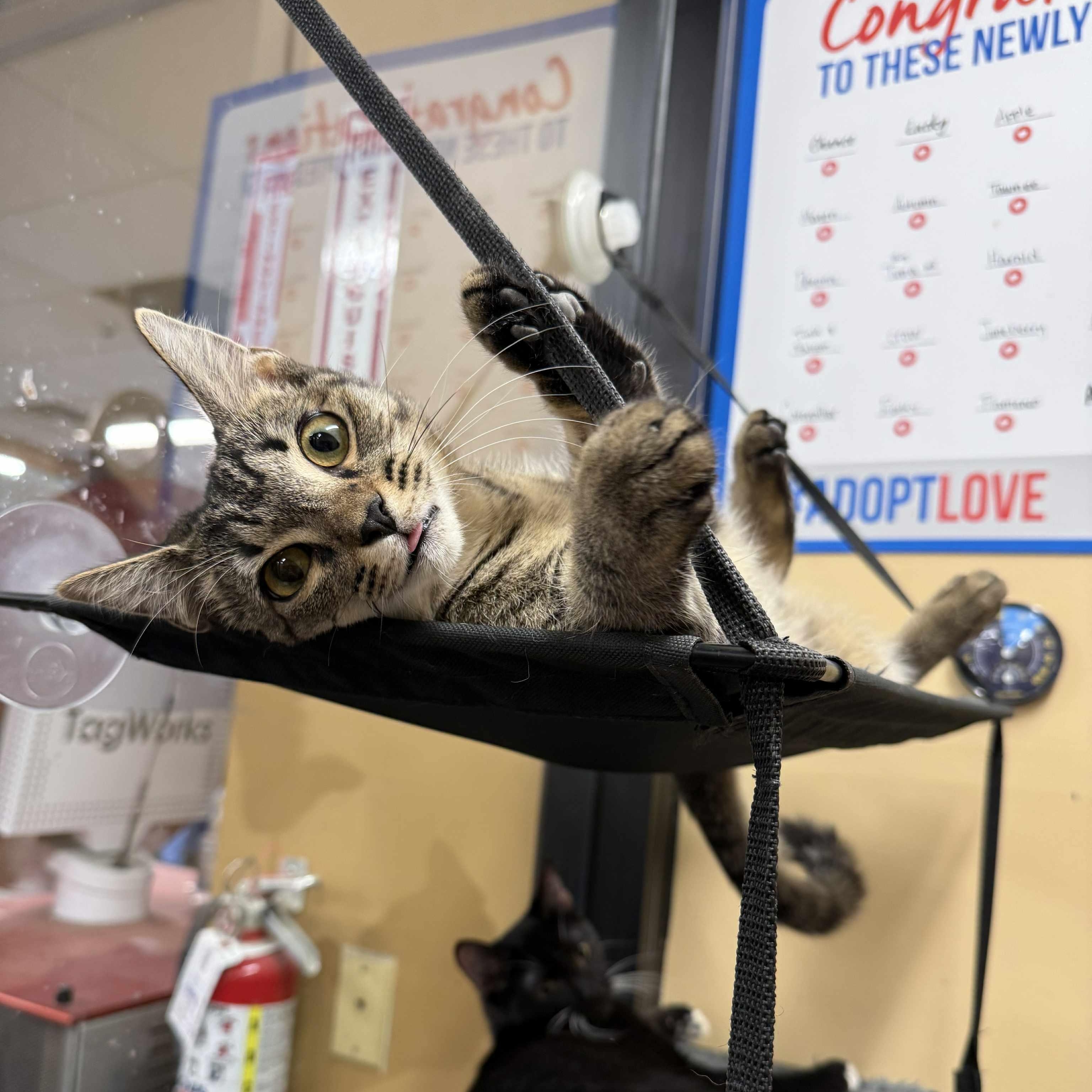 Okafur, a Adoptable mixed breed in Antioch, CA image 2/6