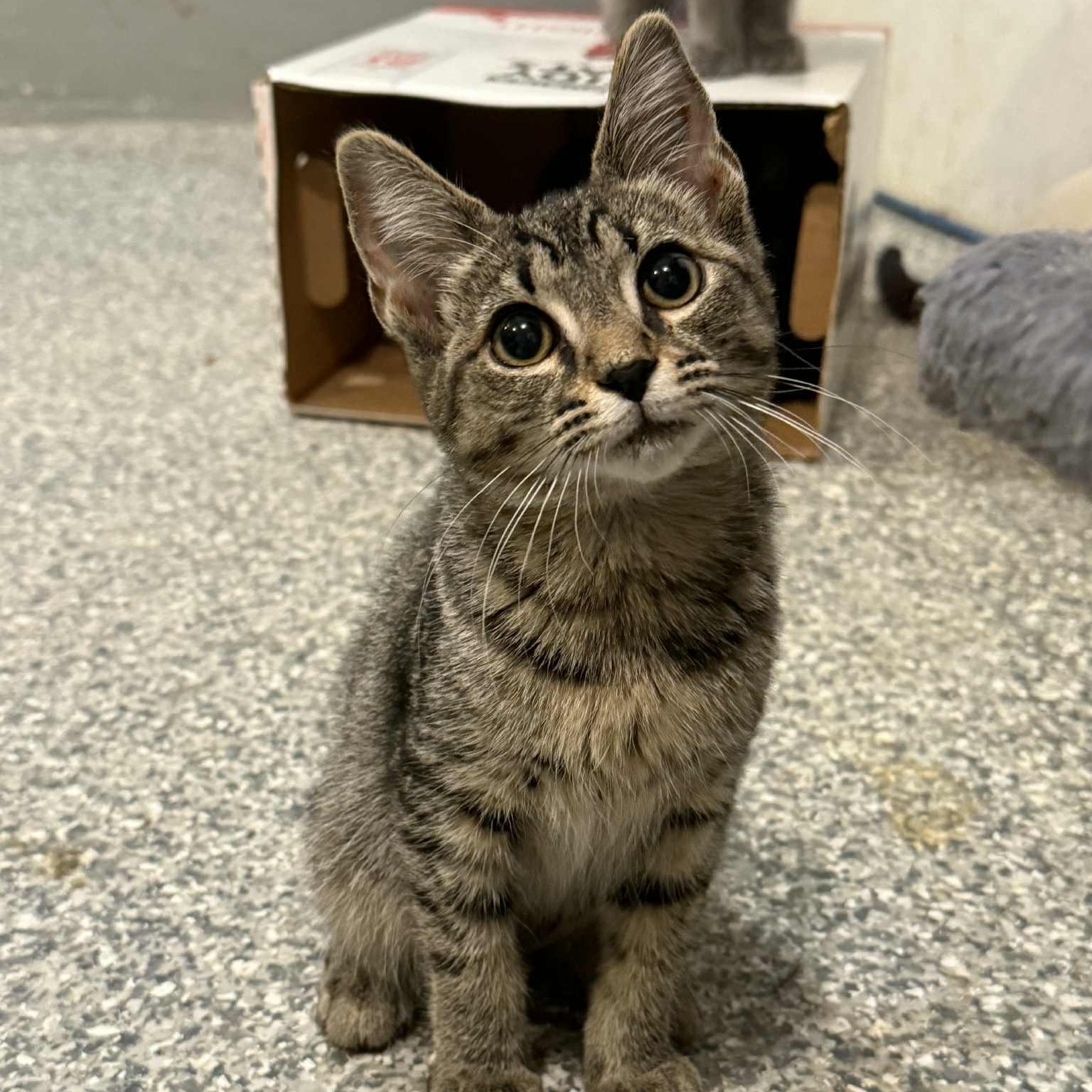 Okafur, a Adoptable mixed breed in Antioch, CA image 3/6