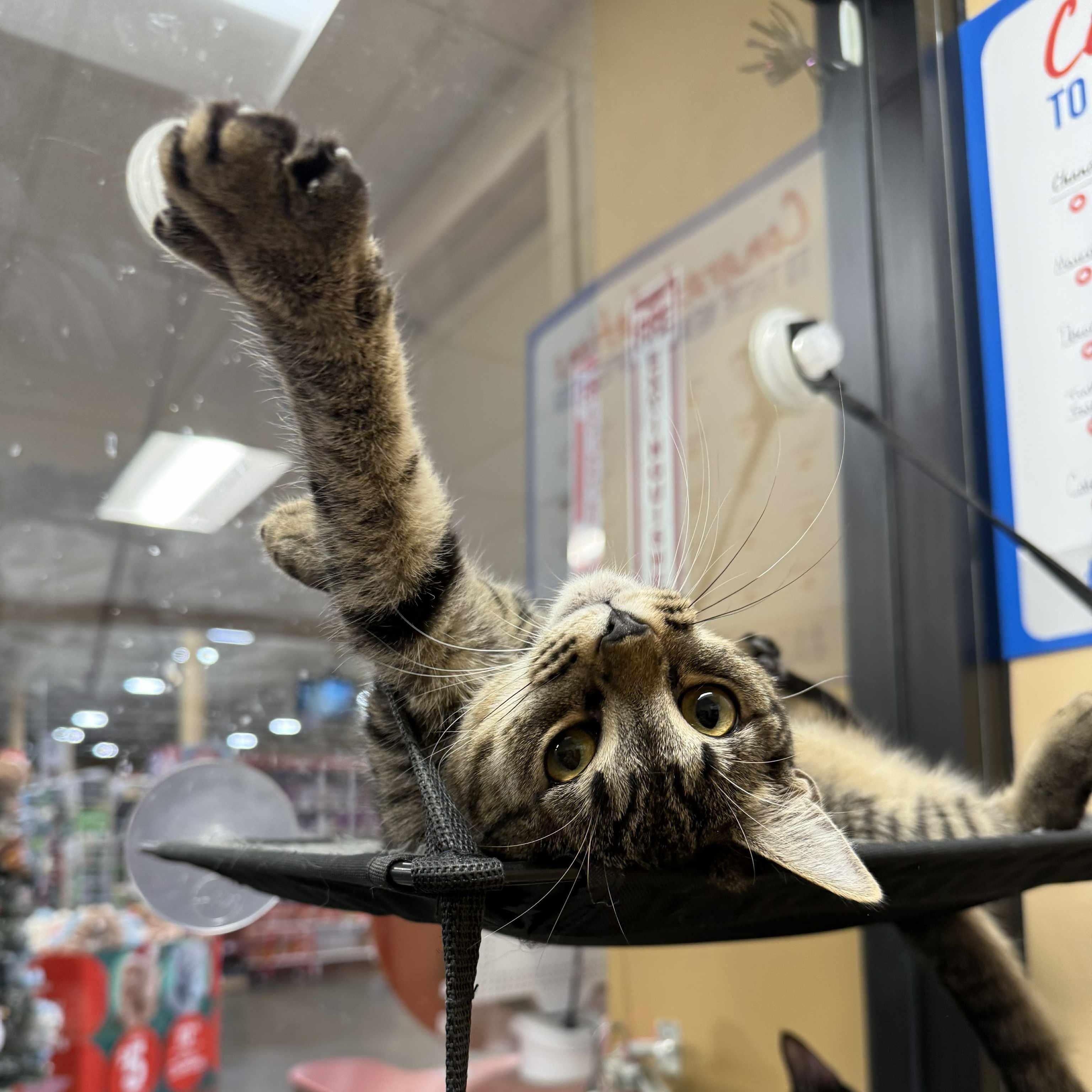 Okafur, a Adoptable mixed breed in Antioch, CA image 4/6