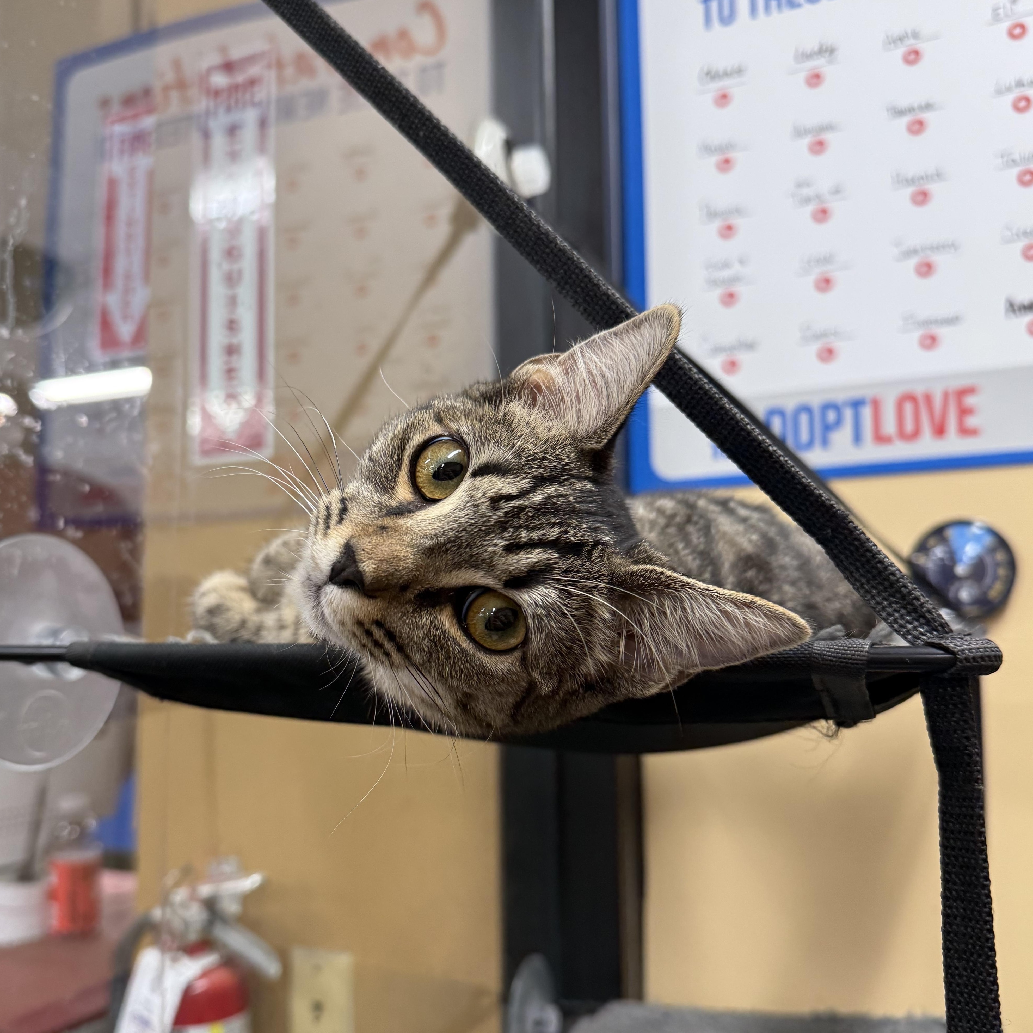 Okafur, a Adoptable mixed breed in Antioch, CA image 5/6