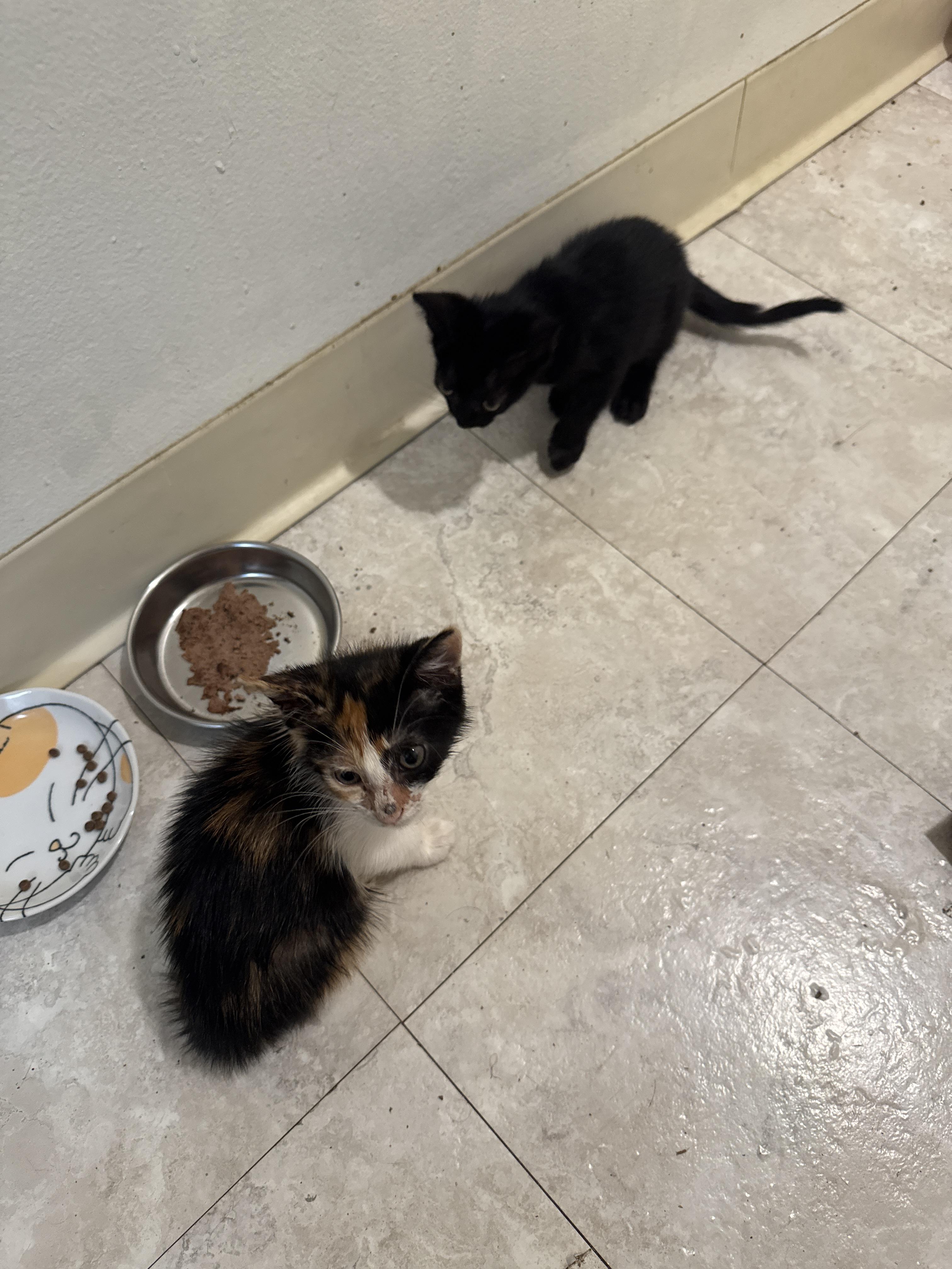 Enlarge Ziggy, a Adoptable Domestic Short Hair in Honolulu, HI image 2/3