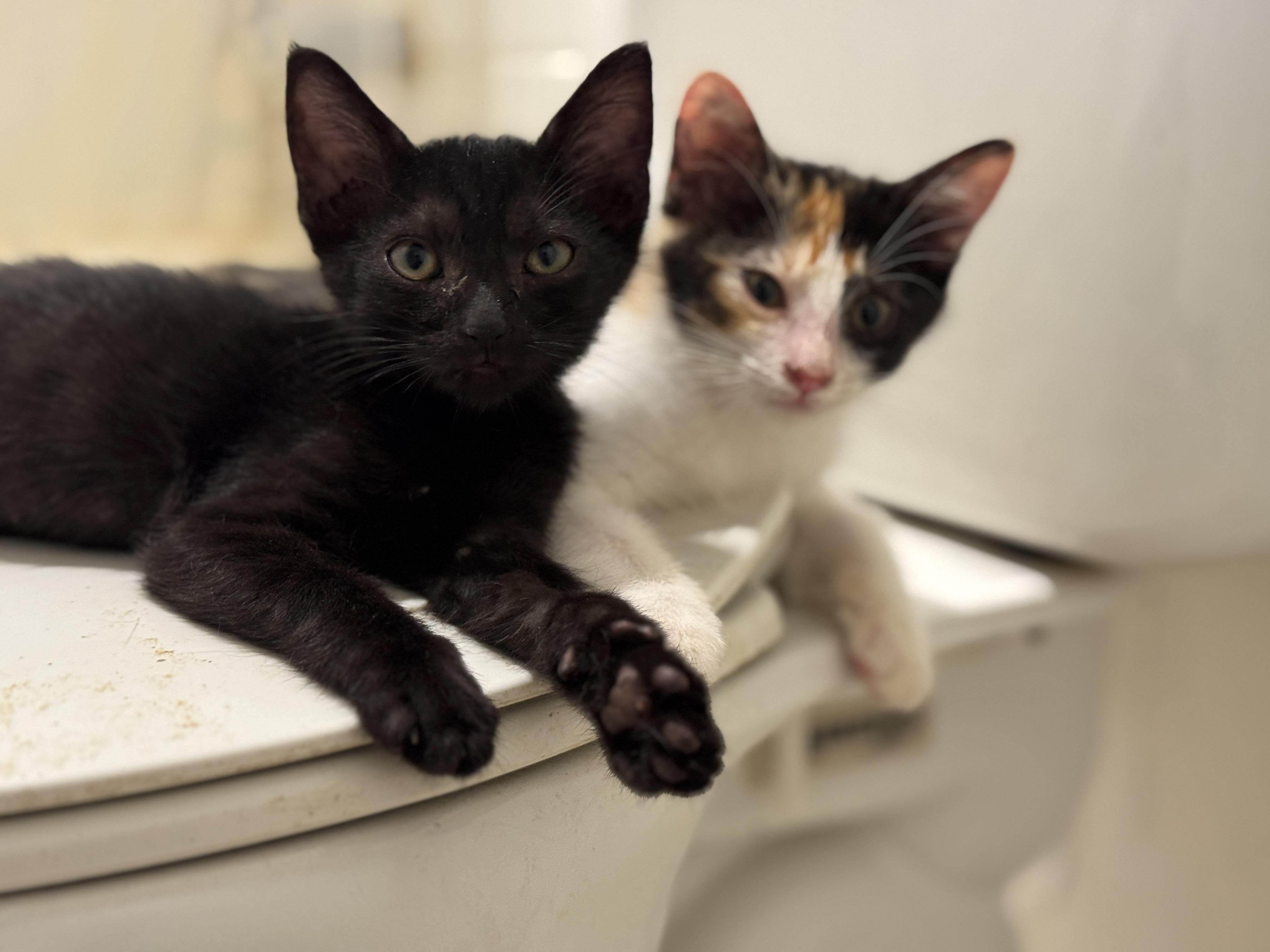 Enlarge Ziggy, a Adoptable Domestic Short Hair in Honolulu, HI image 3/3