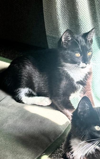 Leia, Adoptable, Kitten Female Domestic Short Hair & Domestic Short Hair.