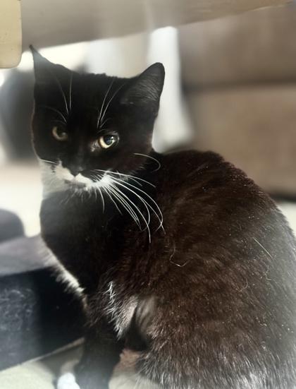 Enlarge Leia, a Adoptable mixed breed in San Diego, CA image 2/2