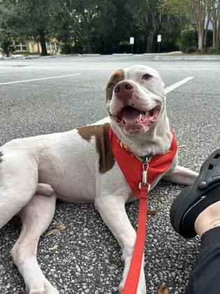 Agave, Adoptable, Young Male Mixed Breed & Mixed Breed.