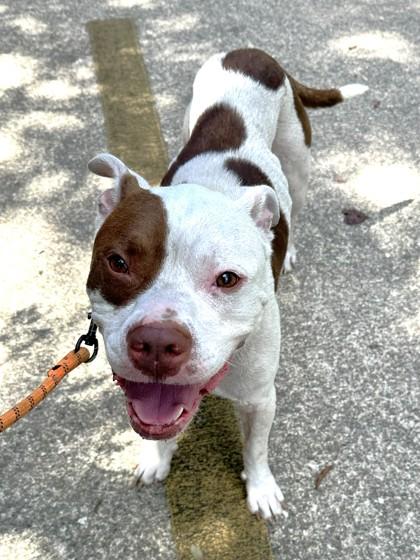 Enlarge Agave, a Adoptable mixed breed in Palm Coast, FL image 2/3