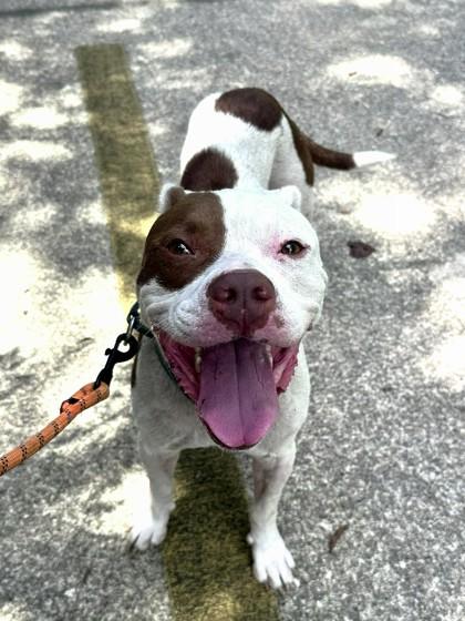 Enlarge Agave, a Adoptable mixed breed in Palm Coast, FL image 3/3
