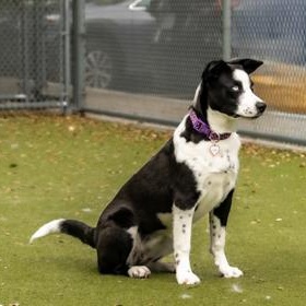 Elvira, a ADOPTABLE mixed breed in Santa Cruz, CA image 4/5