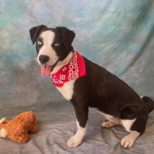 Elvira, a ADOPTABLE mixed breed in Santa Cruz, CA image 2/5