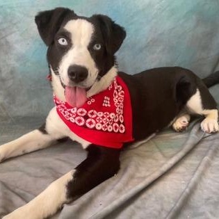 Elvira, a ADOPTABLE mixed breed in Santa Cruz, CA image 3/5