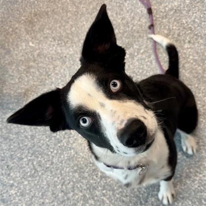Elvira, a ADOPTABLE mixed breed in Santa Cruz, CA image 5/5