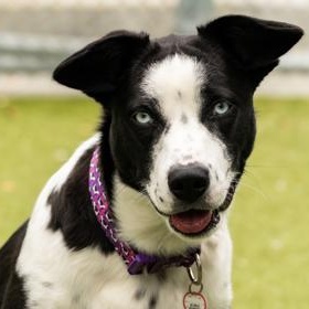 Elvira, a ADOPTABLE mixed breed in Santa Cruz, CA image 1/5