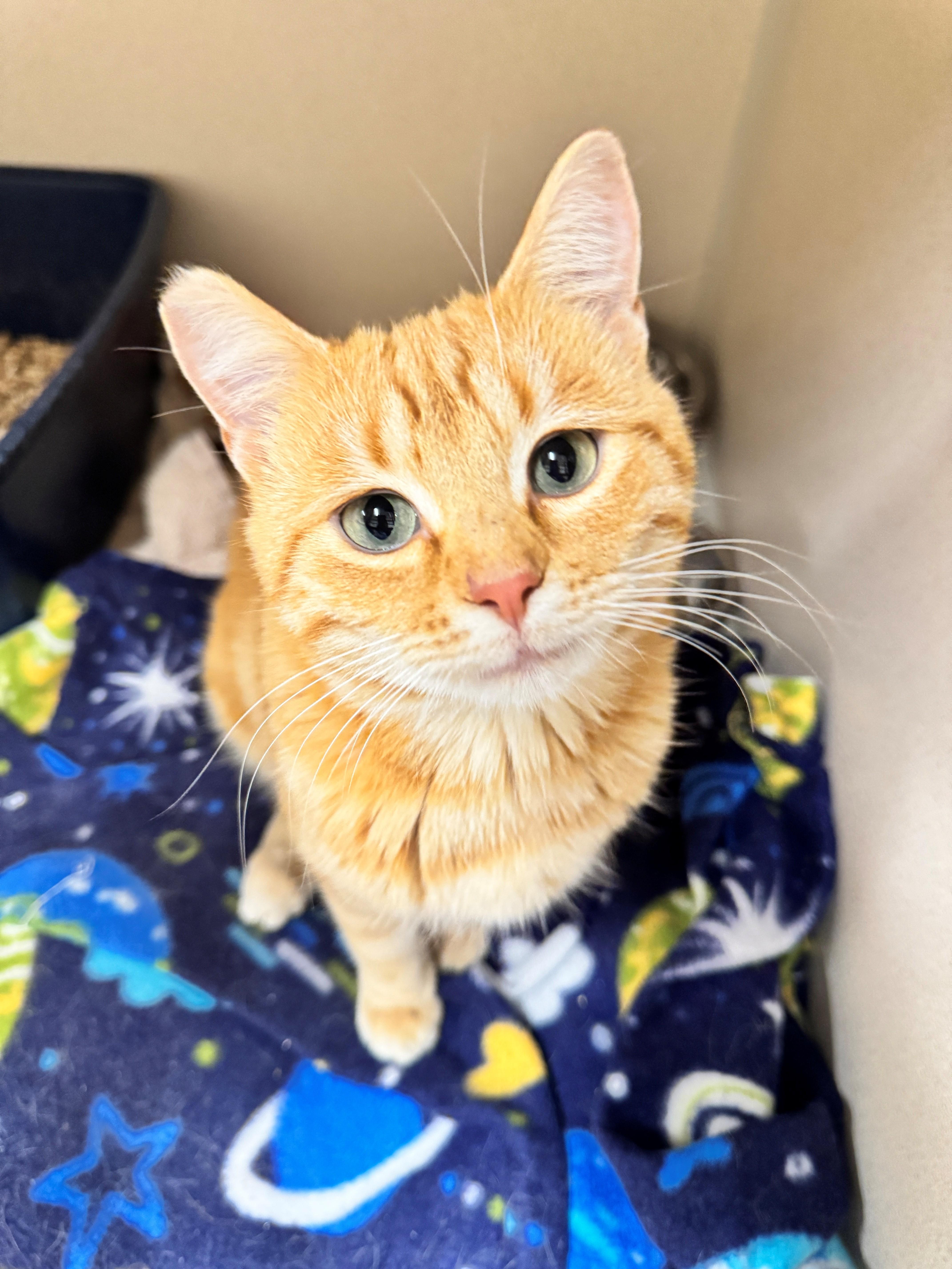 Milbert, a Adoptable Domestic Short Hair in Hackensack, MN image 1/4