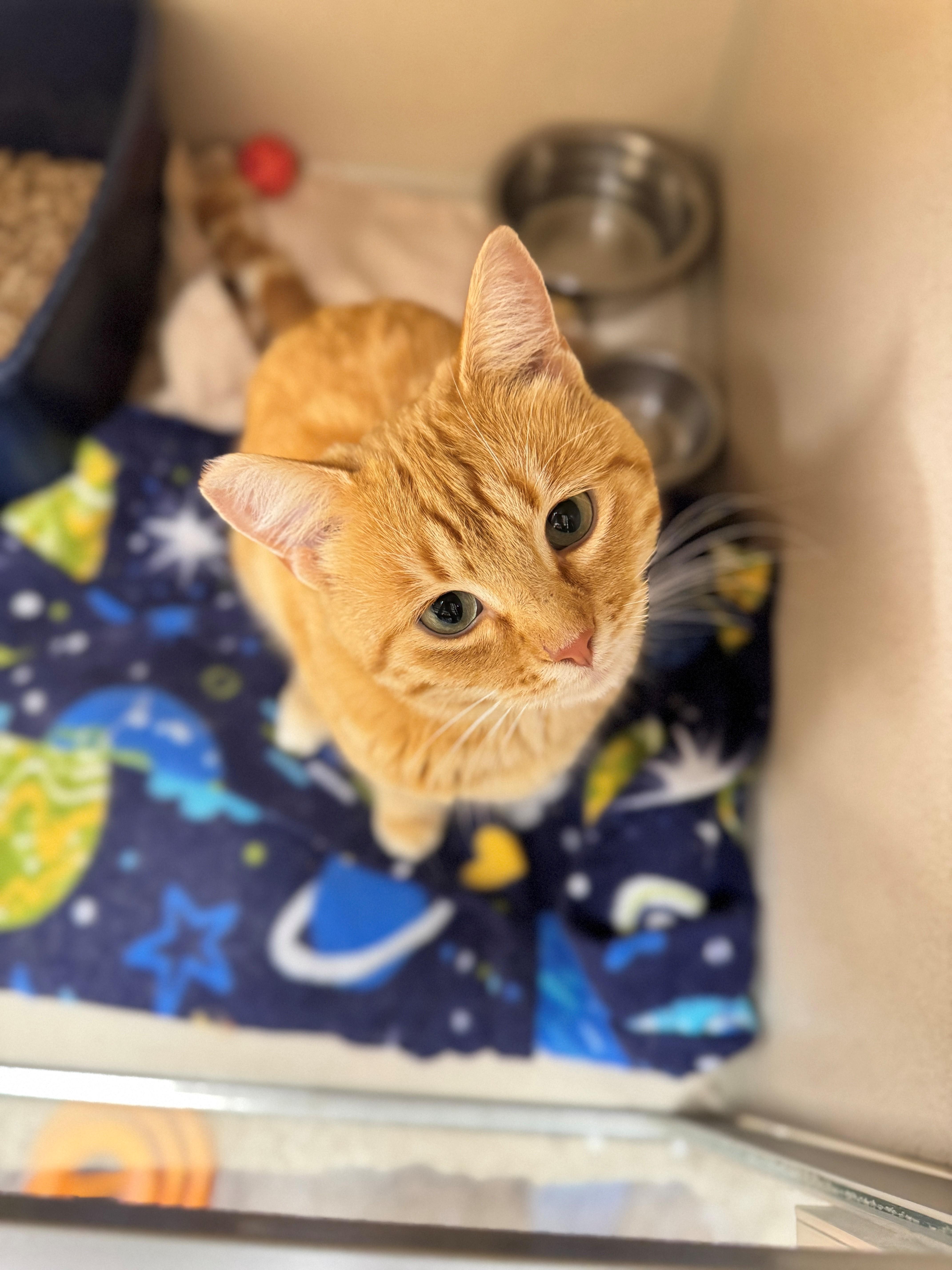 Milbert, a Adoptable Domestic Short Hair in Hackensack, MN image 2/4