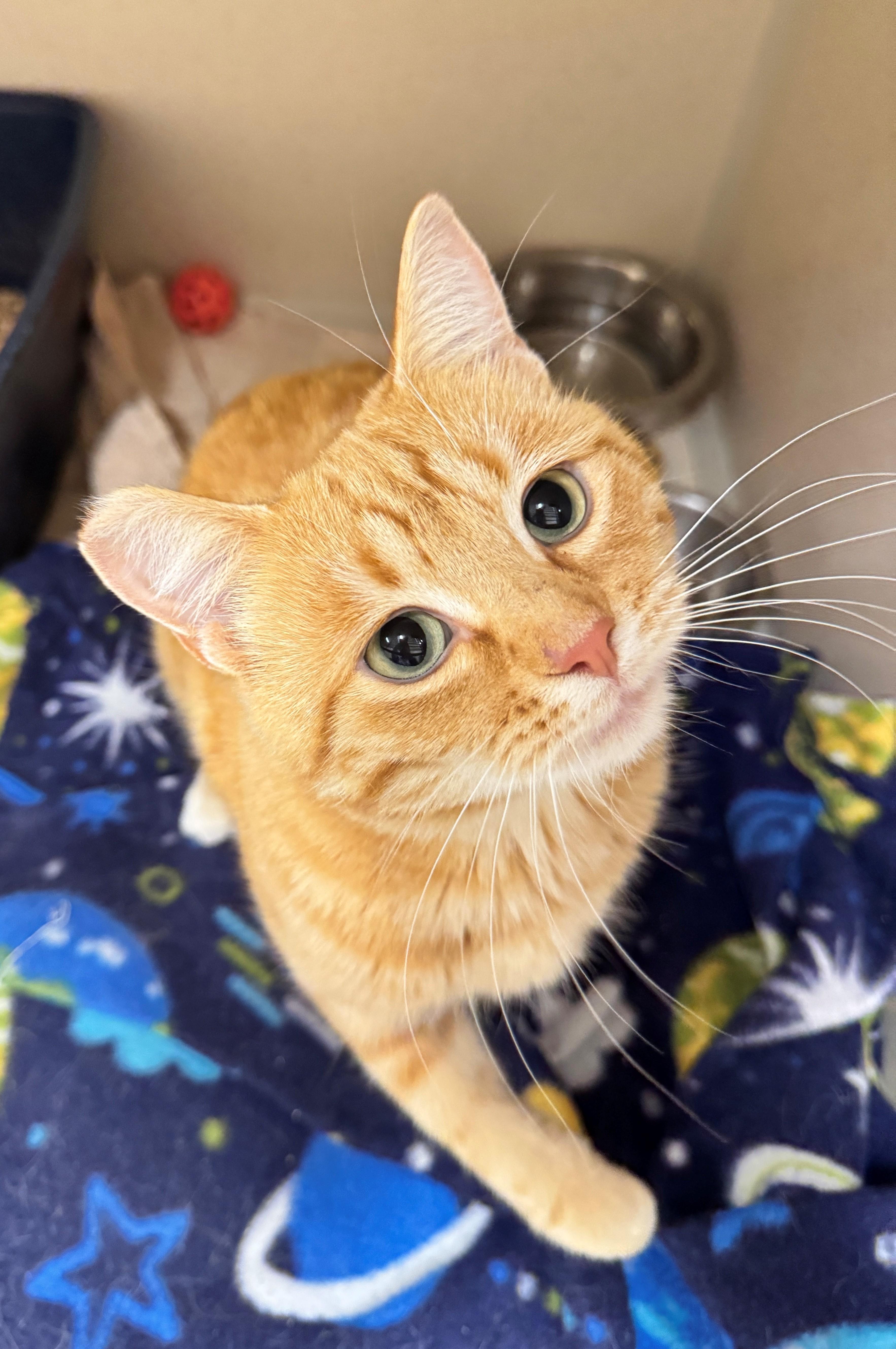 Milbert, a Adoptable Domestic Short Hair in Hackensack, MN image 3/4