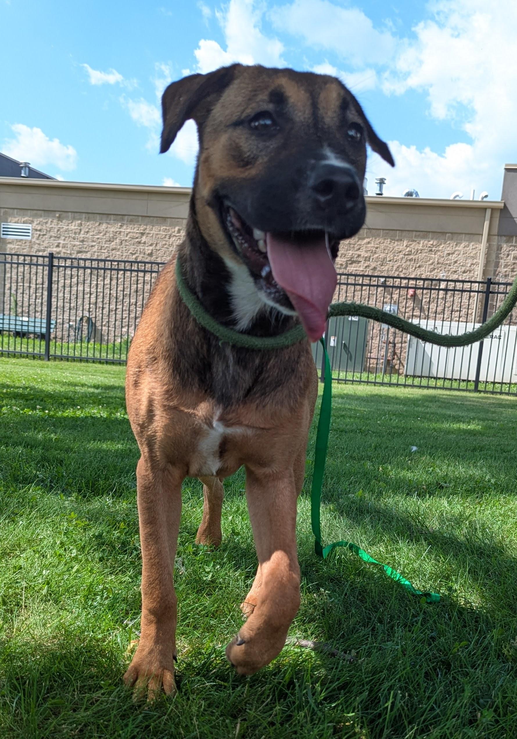 Athena, adopted, Young Female Black Mouth Cur & Boxer.
