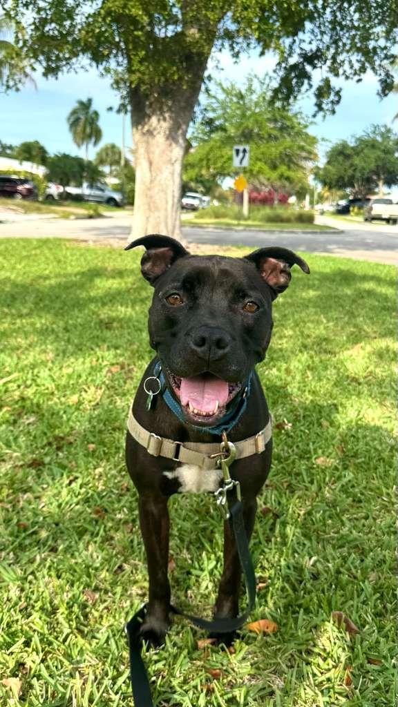 Enlarge Elliot, a Adoptable Pit Bull Terrier in Pompano Beach, FL image 1/3