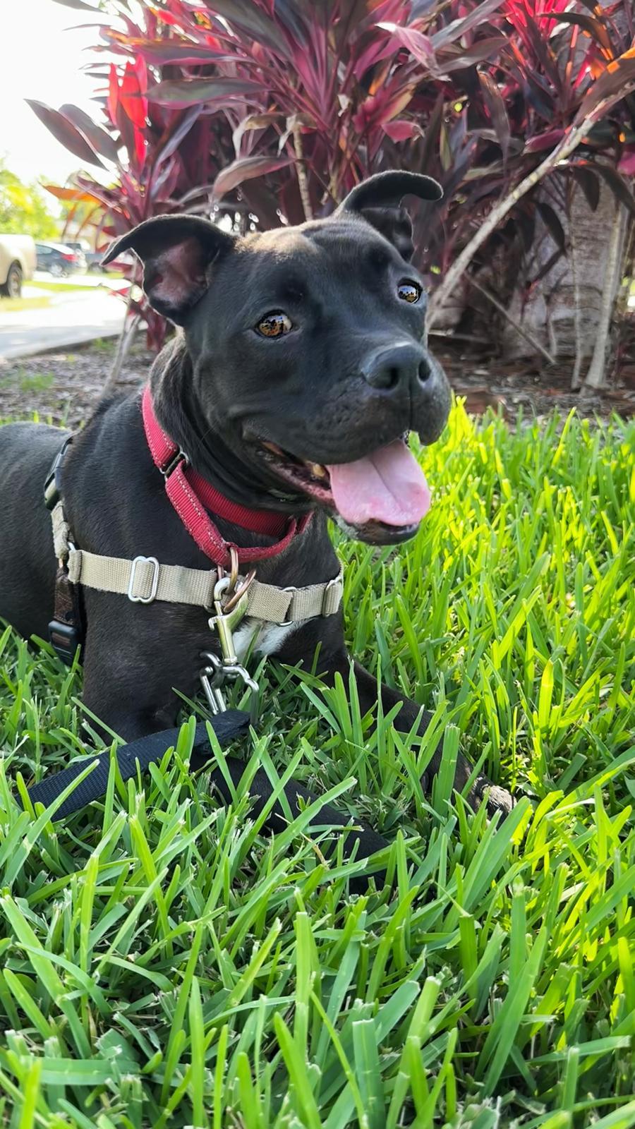 Elliot, a Adoptable Pit Bull Terrier in Pompano Beach, FL image 1/3
