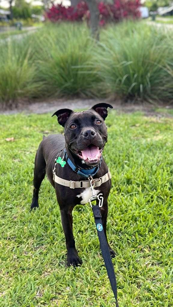 Elliot, Adoptable, Adult Male Pit Bull Terrier.
