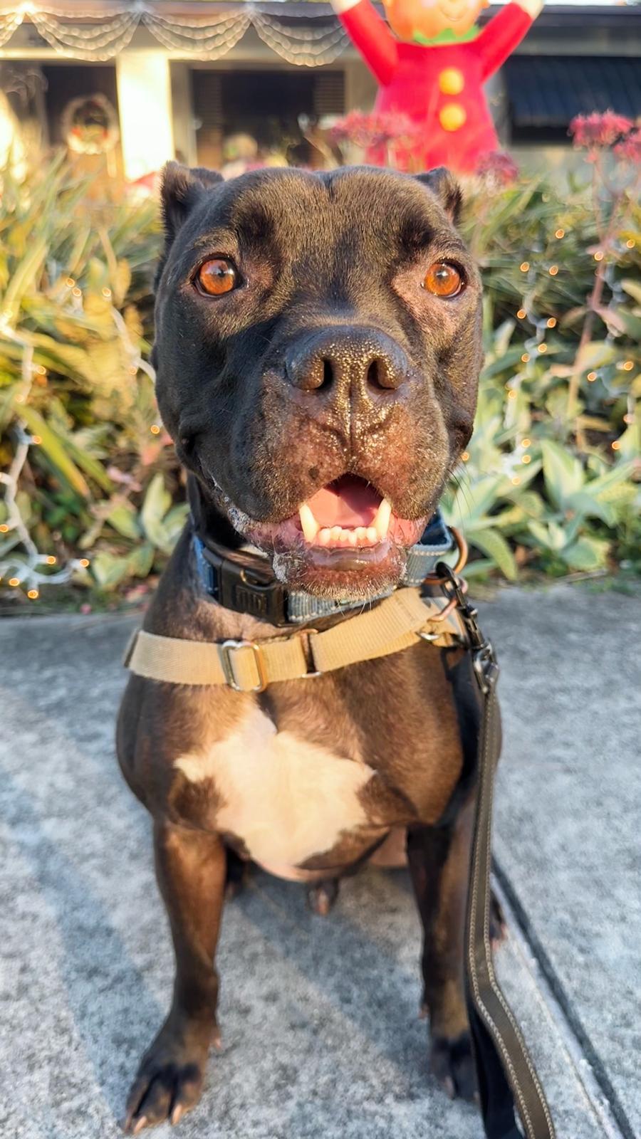 Elliot, a Adoptable Pit Bull Terrier in Pompano Beach, FL image 1/3