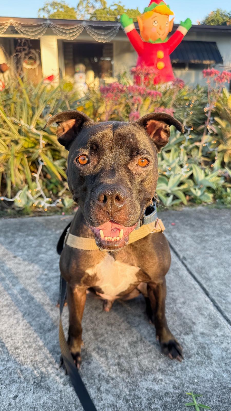 Elliot, a Adoptable Pit Bull Terrier in Pompano Beach, FL image 2/3