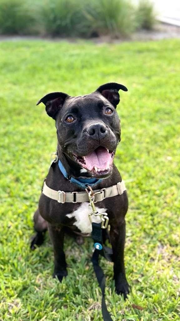 Elliot, a Adoptable Pit Bull Terrier in Pompano Beach, FL image 2/3