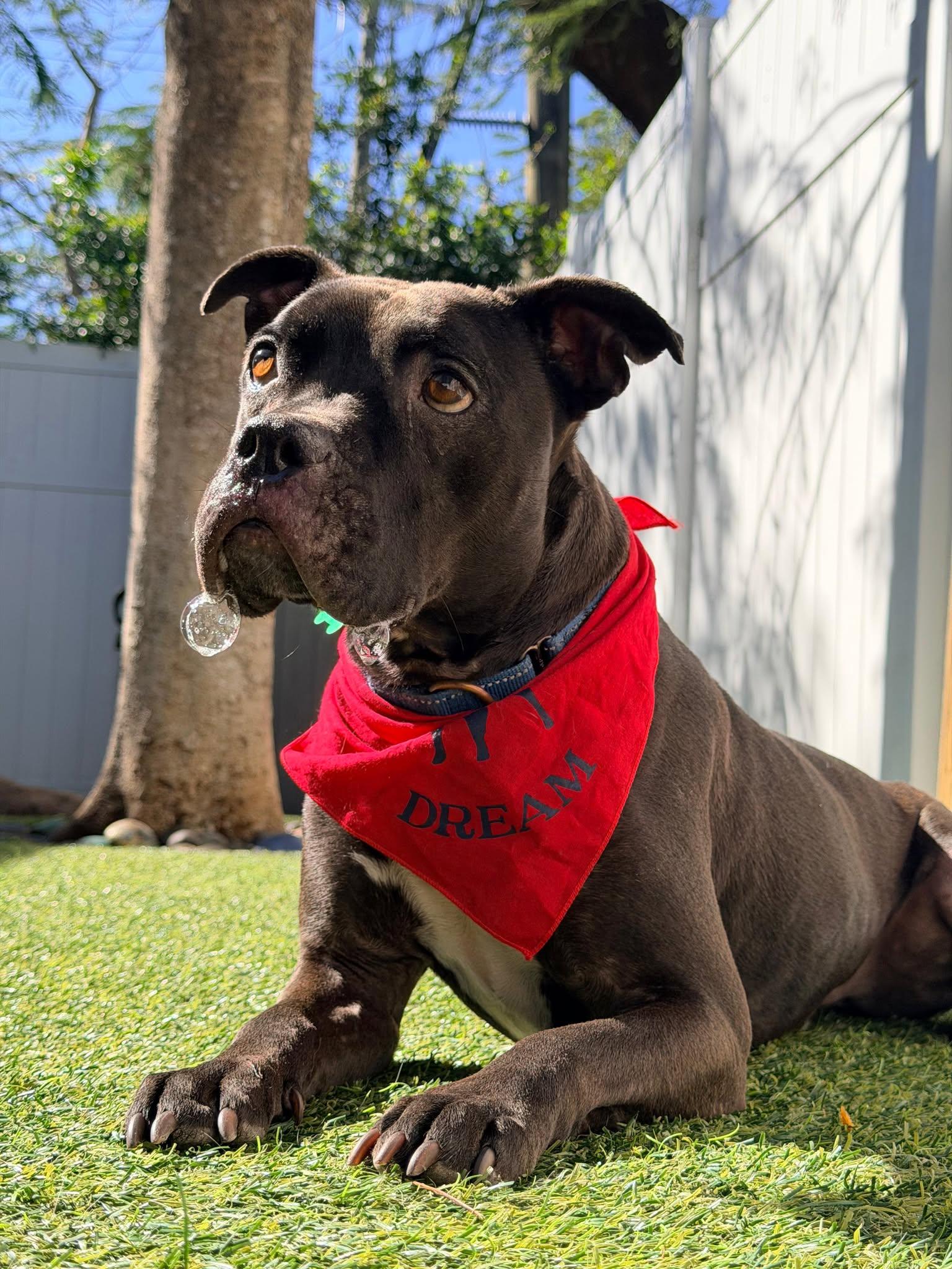 Elliot, Adoptable, Adult Male Pit Bull Terrier.