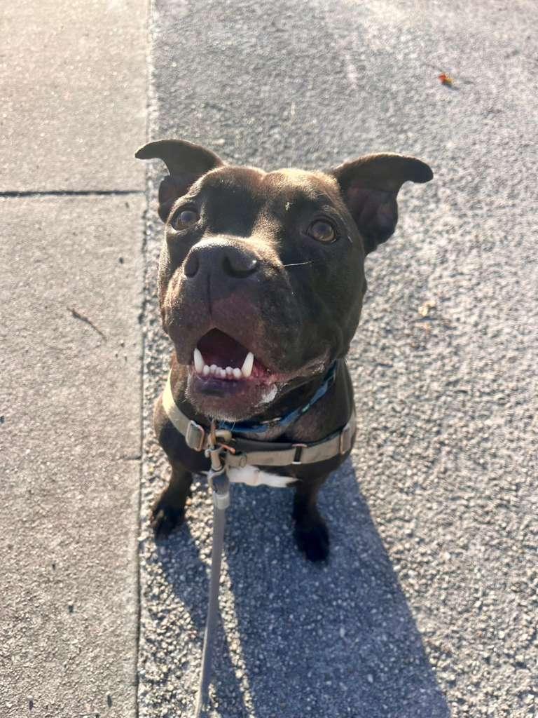 Enlarge Elliot, a Adoptable Pit Bull Terrier in Pompano Beach, FL image 2/3