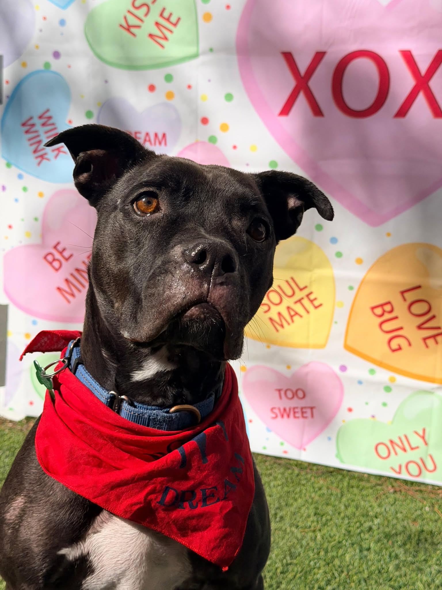 Elliot, Adoptable, Adult Male Pit Bull Terrier.