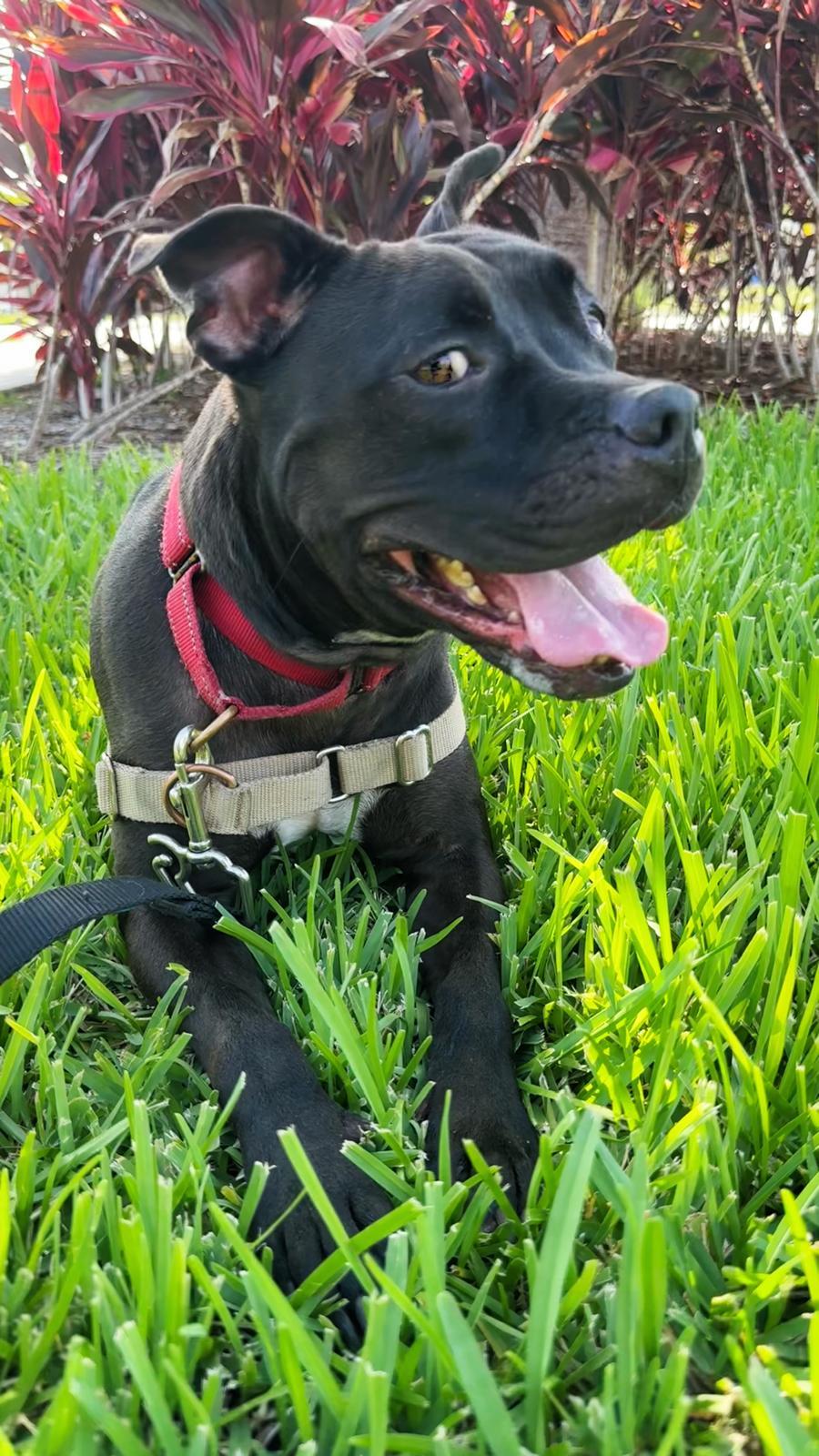 Elliot, a Adoptable Pit Bull Terrier in Pompano Beach, FL image 2/3