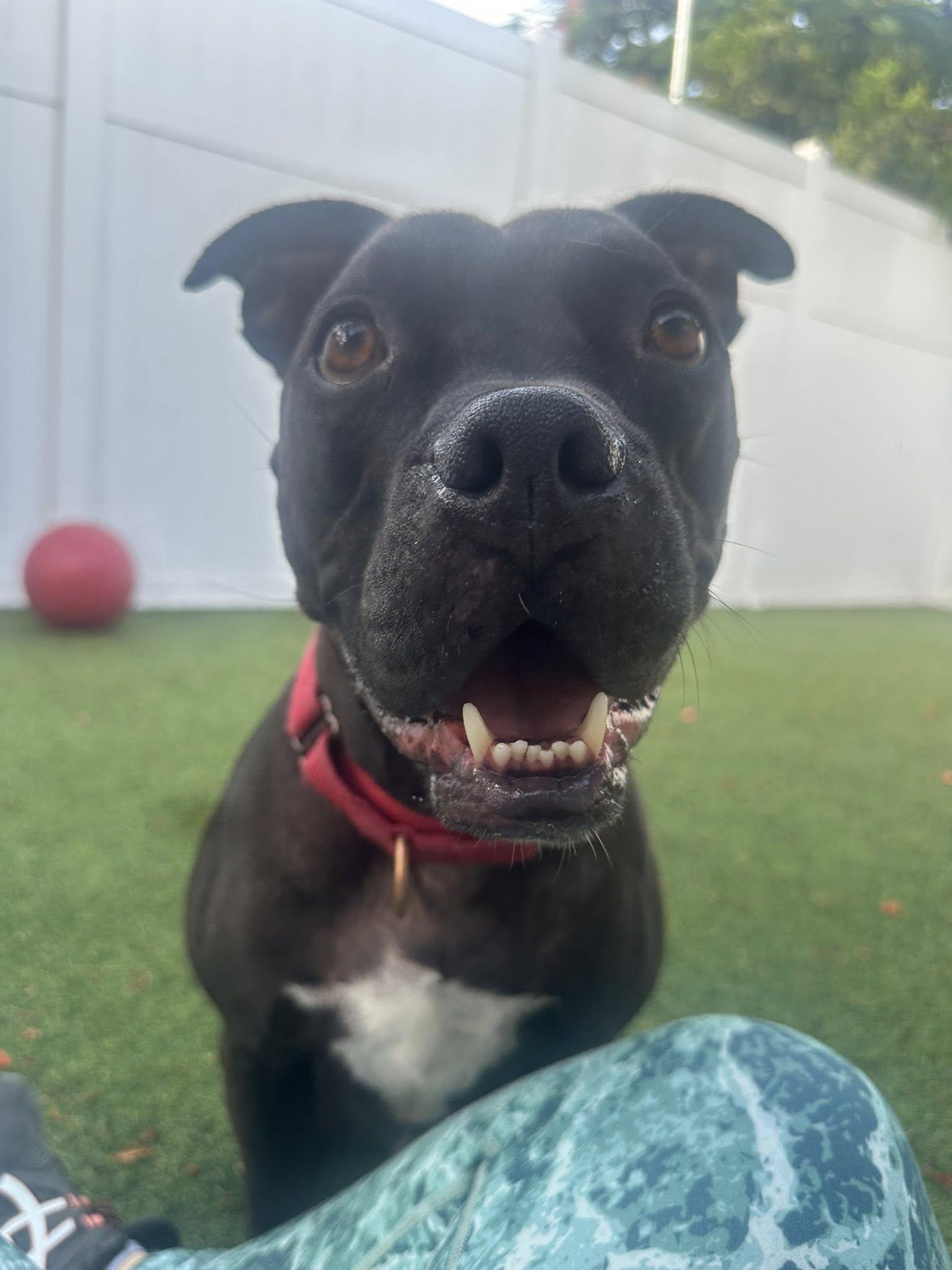 Elliot, a Adoptable Pit Bull Terrier in Pompano Beach, FL image 3/3