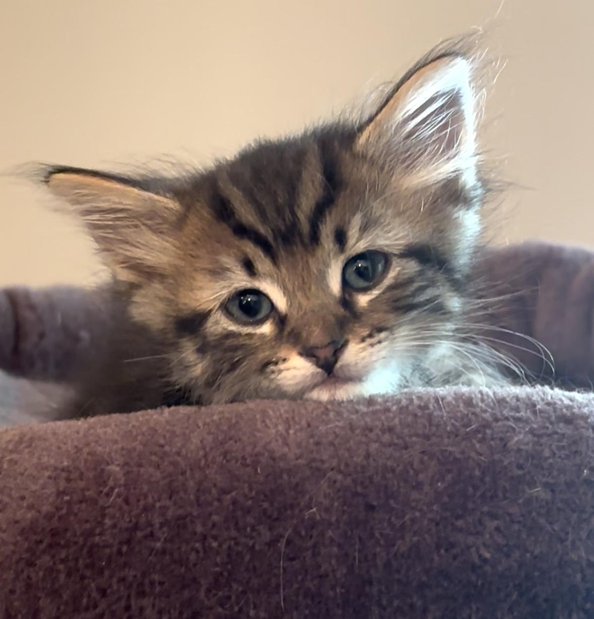 Pita, Adopted, Kitten Female Domestic Short Hair & American Shorthair.