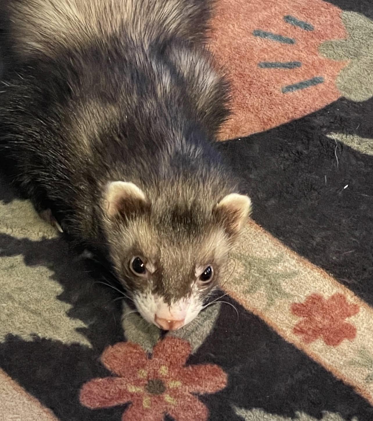 Sid, ADOPTABLE, Young Male Ferret.