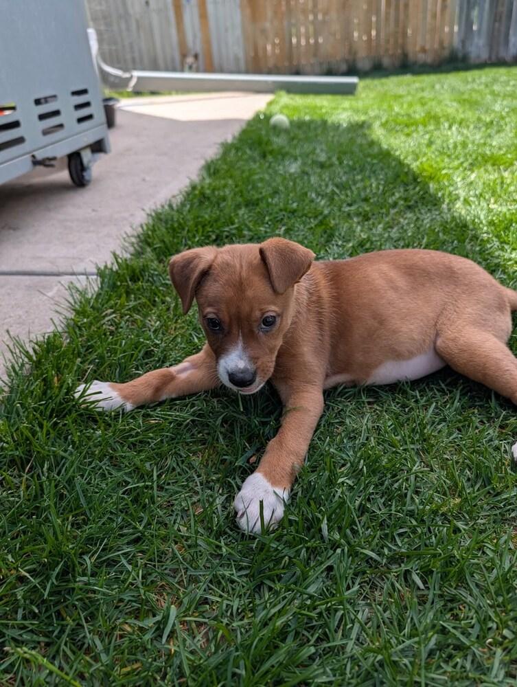 Stevie, a Adoptable mixed breed in Sedalia, CO image 1/6