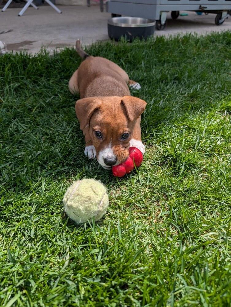 Stevie, a Adoptable mixed breed in Sedalia, CO image 2/6