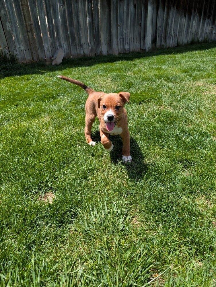 Stevie, a Adoptable mixed breed in Sedalia, CO image 4/6