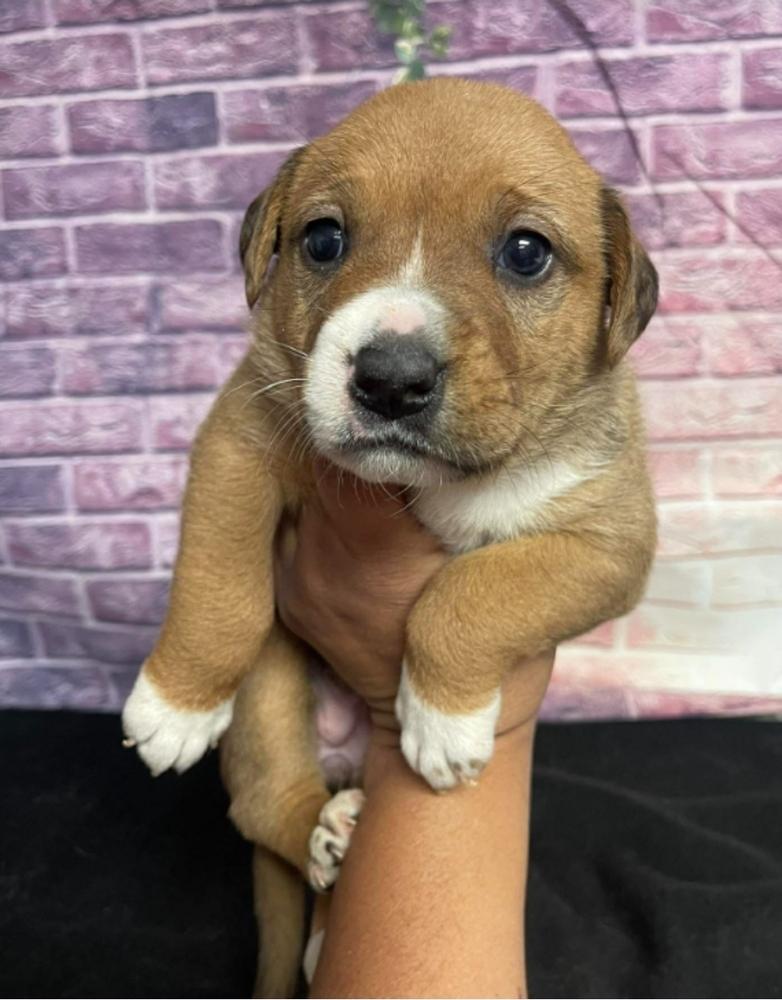 Stevie, Adoptable, Puppy Female American Bulldog.