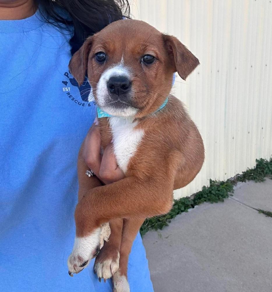 Enlarge Stevie, a Adoptable mixed breed in Sedalia, CO image 2/2