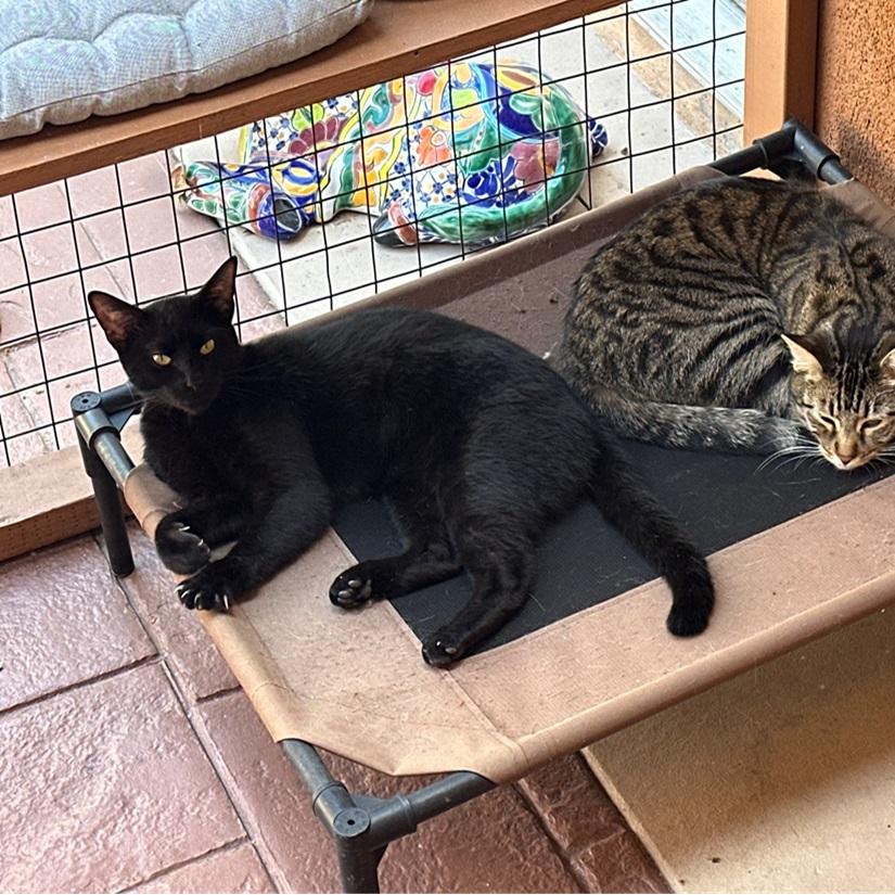 Enlarge West, a ADOPTABLE American Shorthair in North Hollywood, CA image 3/5